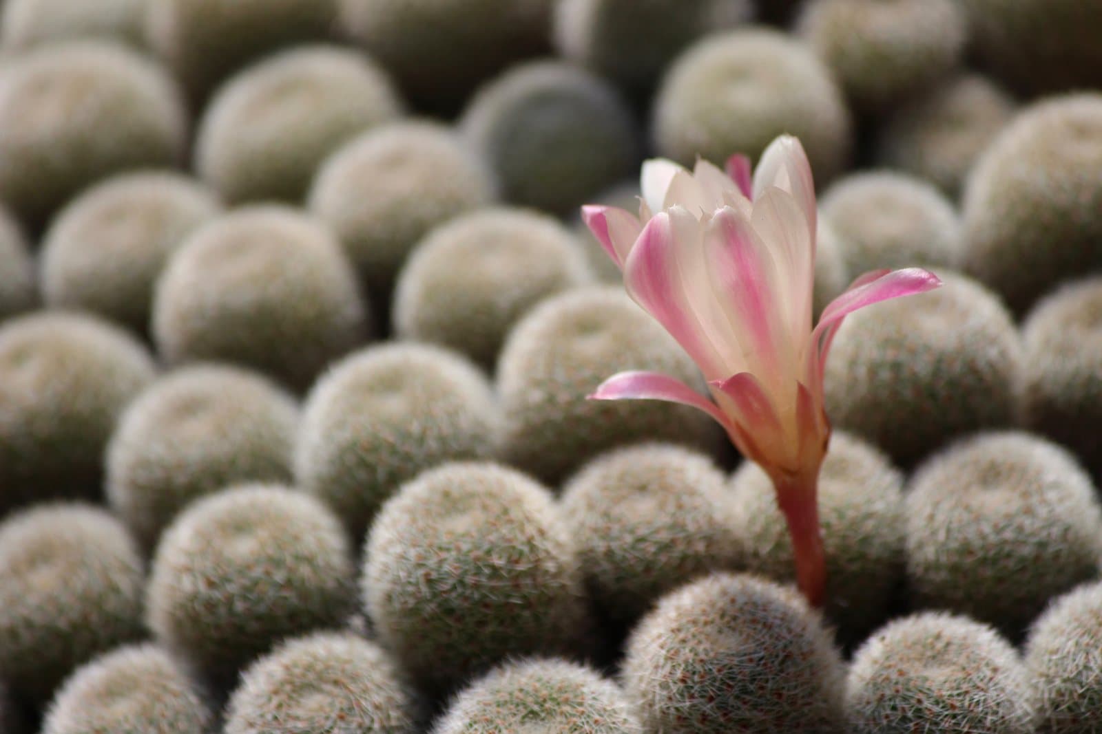 Cactus flower