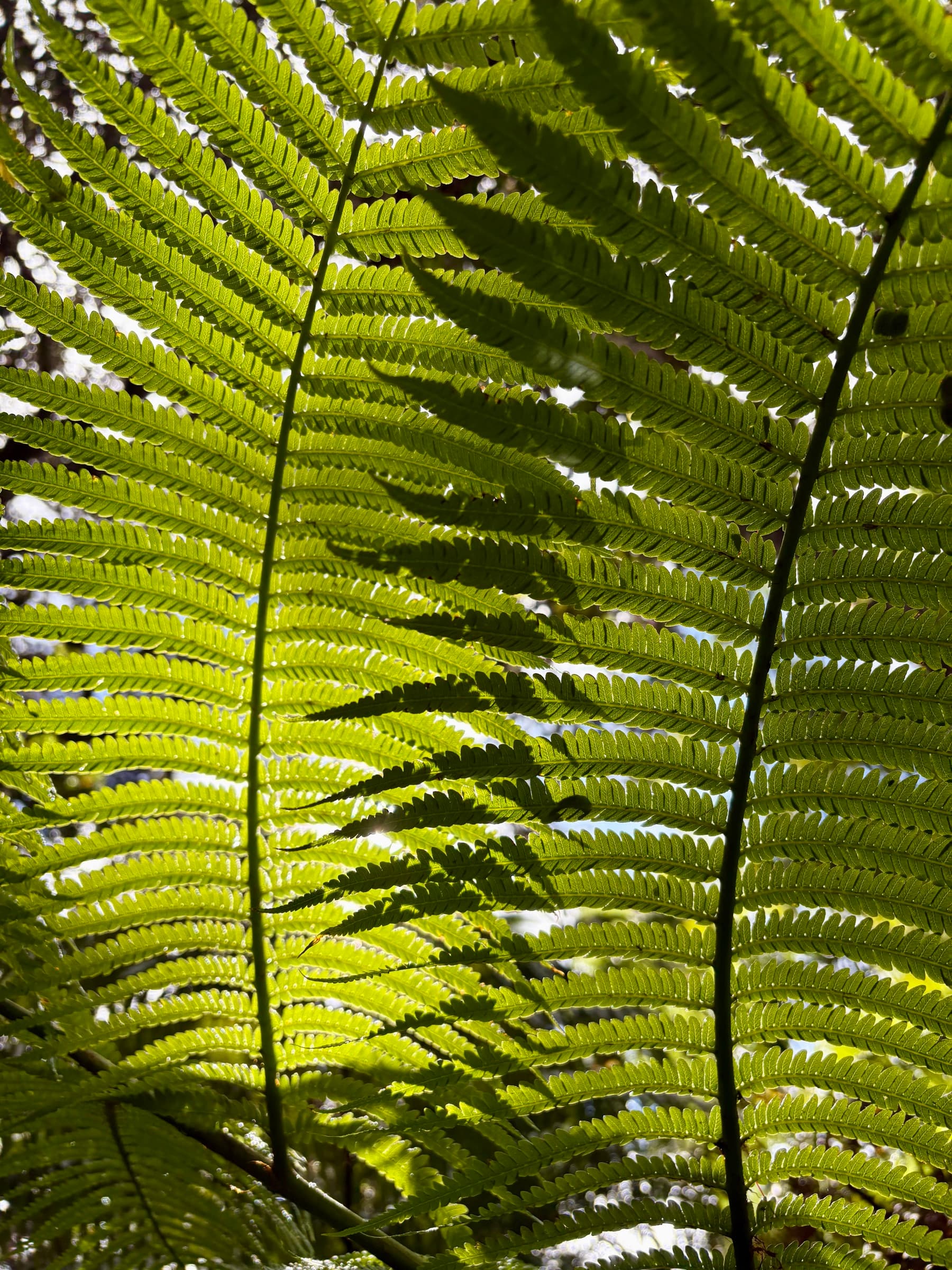 Best Fronds, Big Island, Hawaii