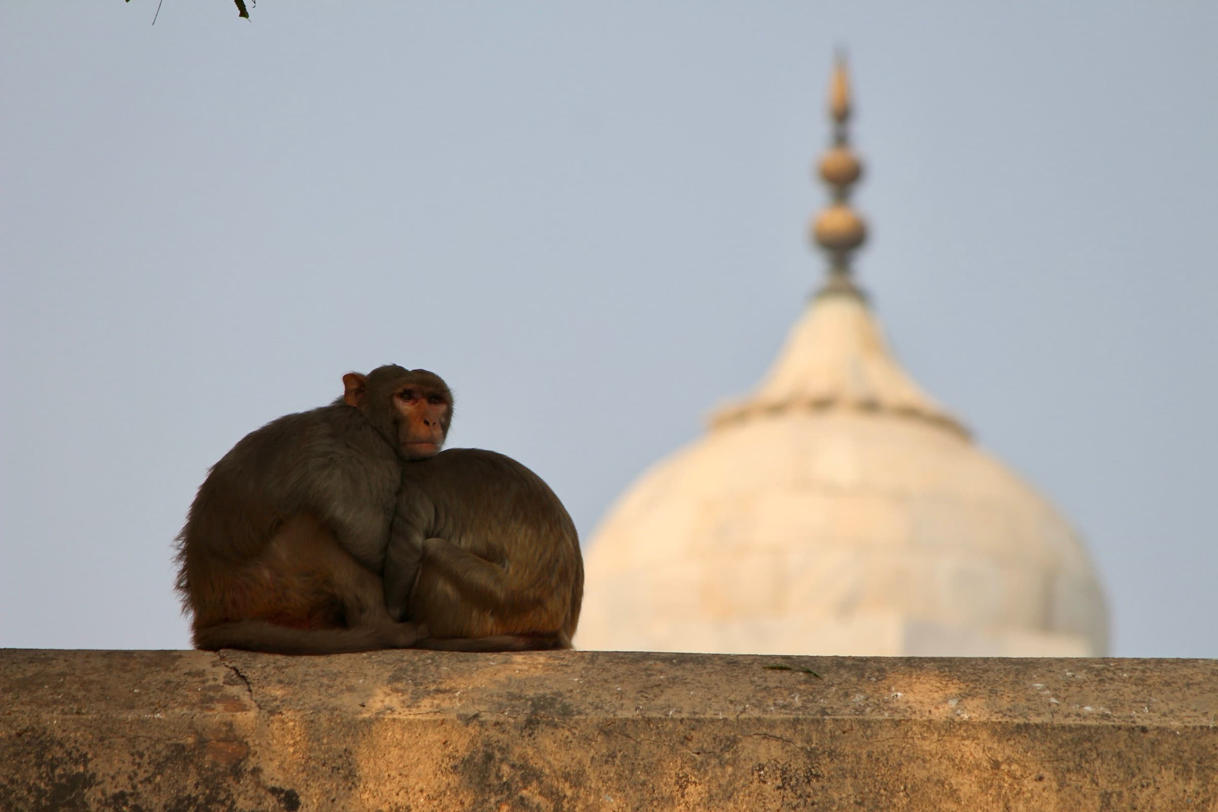 Two Macaques, India