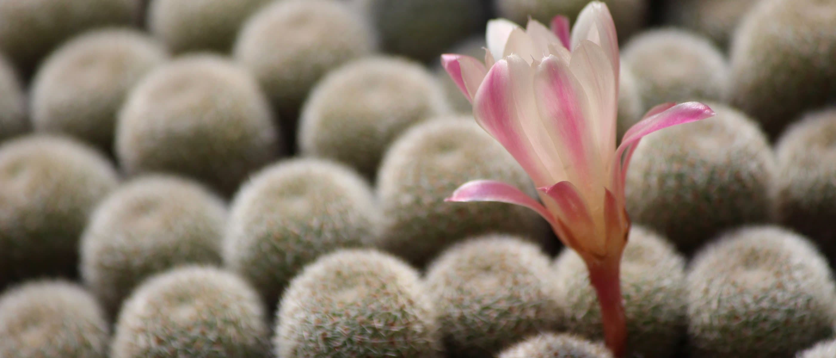 Cactus flower